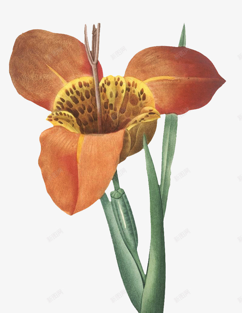老式手绘鲜花花卉5png免抠素材_新图网 https://ixintu.com 手绘 老式 高清 鲜花