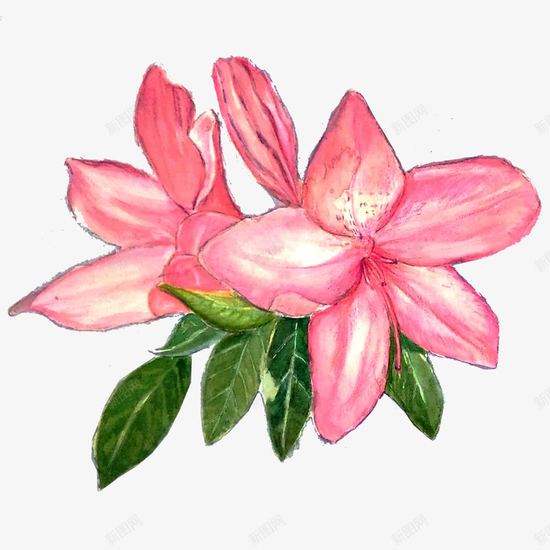 粉色手绘的杜鹃花png免抠素材_新图网 https://ixintu.com 卡通杜鹃花 手绘花朵 杜鹃花 粉色花朵 绿叶 花卉 花朵 花朵装饰