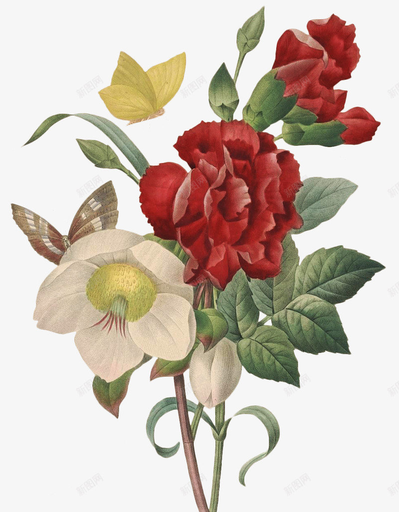 老式手绘鲜花花卉25png免抠素材_新图网 https://ixintu.com 手绘 老式 高清 鲜花