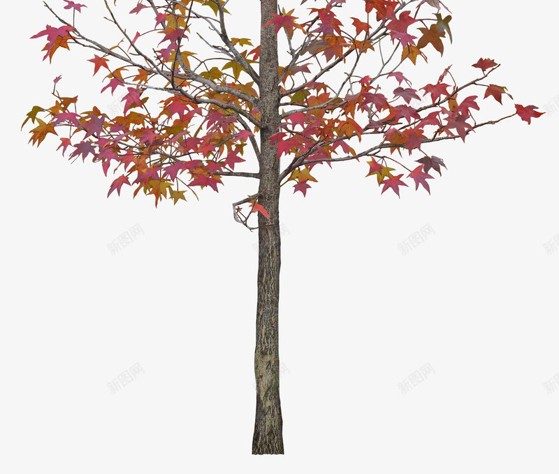 北美枫香树png免抠素材_新图网 https://ixintu.com 一颗北美枫香树 树木 植物 花卉