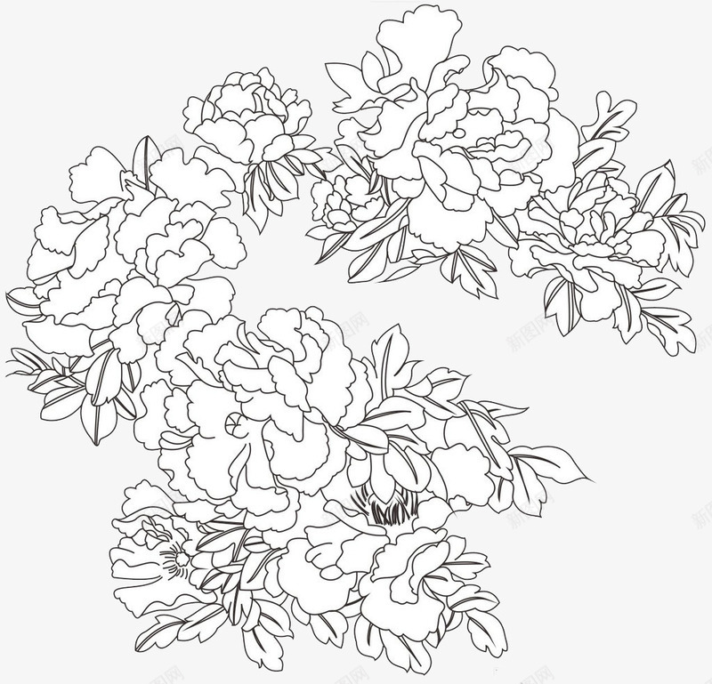 牡丹花白描画png免抠素材_新图网 https://ixintu.com 牡丹花 牡丹花骨朵 白描 素材 花卉
