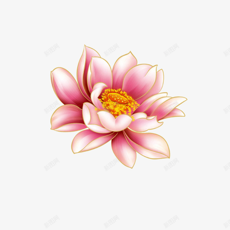 粉色盛开的荷花png免抠素材_新图网 https://ixintu.com 手绘花朵 粉色花朵 花卉 花朵 花朵装饰 荷花
