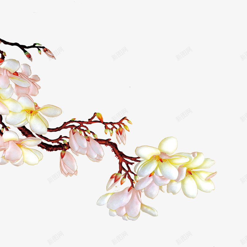 彩雕玉兰花免费png免抠素材_新图网 https://ixintu.com 免费 彩雕 玉兰花 花卉 花朵