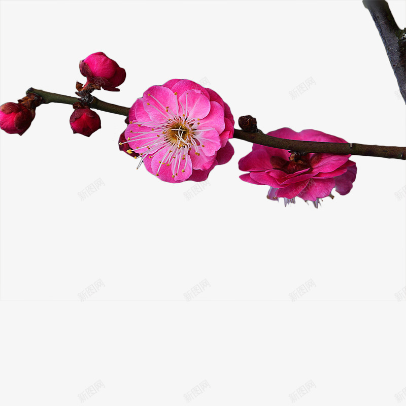 一枝红梅花png免抠素材_新图网 https://ixintu.com 梅花 红梅 花卉 花朵