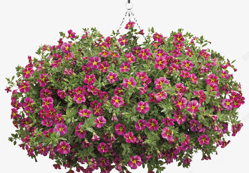 紫红色的凤仙花植物png免抠素材_新图网 https://ixintu.com 凤仙花 急性子 指甲花 紫红色 草本花卉
