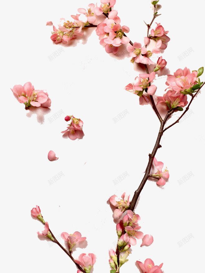 一枝桃花png免抠素材_新图网 https://ixintu.com 树枝 桃花 植物 粉红花朵