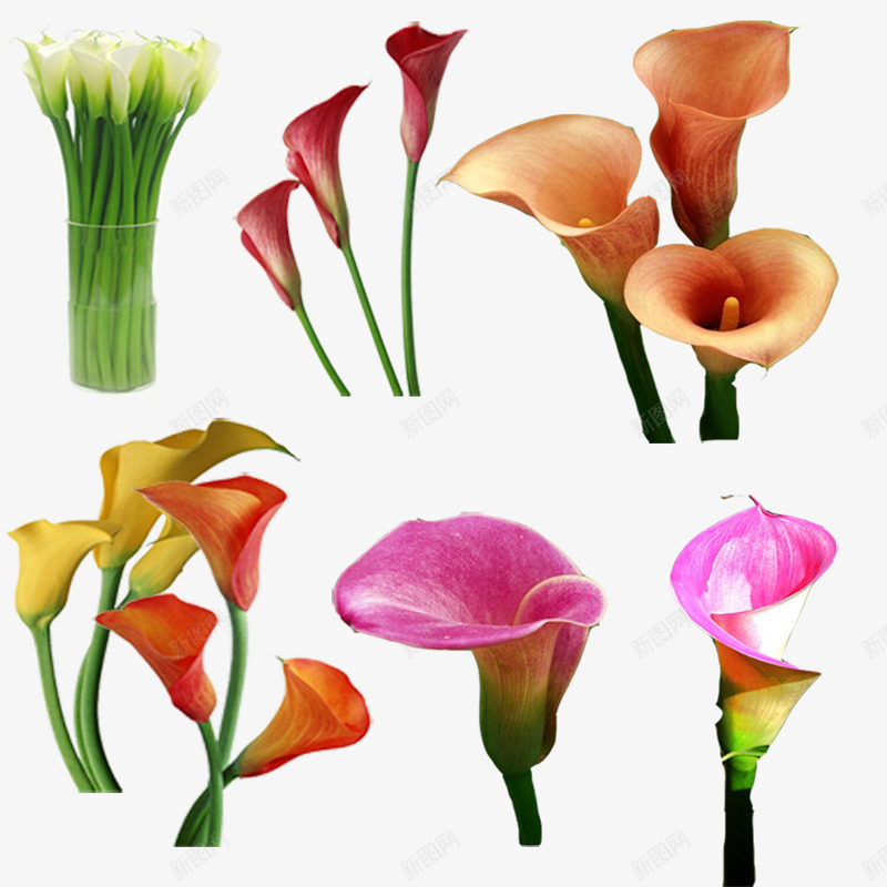 花朵马蹄莲png免抠素材_新图网 https://ixintu.com 素材 素材包 花卉 花骨朵 马蹄莲