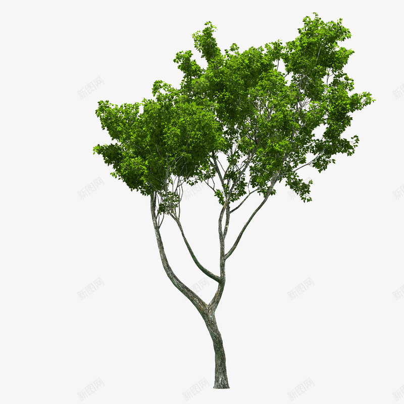 桉树苗png免抠素材_新图网 https://ixintu.com 叶子 大树 树叶 树木 树枝 桉树 植物