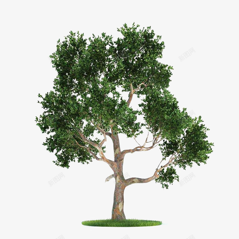 草地上的桉树png免抠素材_新图网 https://ixintu.com 枝干 树叶 树木 树枝 桉树 植物 绿色 草地