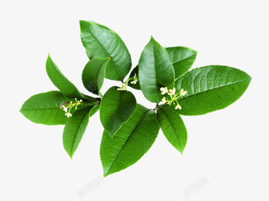 桂花png免抠素材_新图网 https://ixintu.com 树叶 树枝 植物 秋天 花树