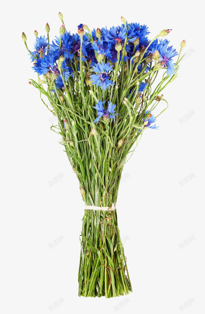 矢车菊花束png免抠素材_新图网 https://ixintu.com 免抠 实物 矢车菊 礼物 花卉 花束 蓝色 野花 鲜花