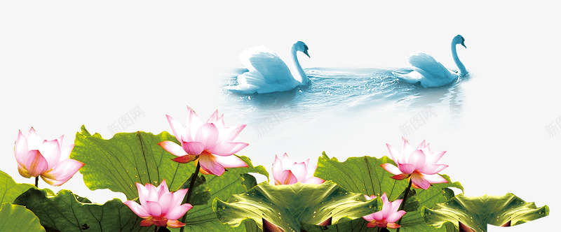 湖畔荷花png免抠素材_新图网 https://ixintu.com 夏季花卉 夏日 天鹅戏水 荷塘 荷花
