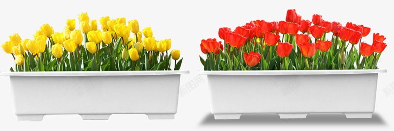 花卉园艺场景盆景png免抠素材_新图网 https://ixintu.com 清新植物 盆景png 绿色植物