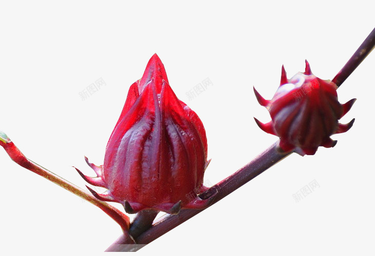 洛神花卉png免抠素材_新图网 https://ixintu.com 植物 洛神花 清新 花卉 花朵 鲜花