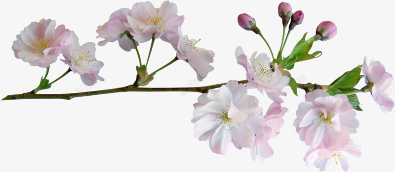 花朵海报背景卡通鲜花png免抠素材_新图网 https://ixintu.com 手绘花朵 手绘花朵素材 抽象花朵 植物花卉 植物花卉素材 花束图片 鲜花 鲜花边框 鲜花边框素材