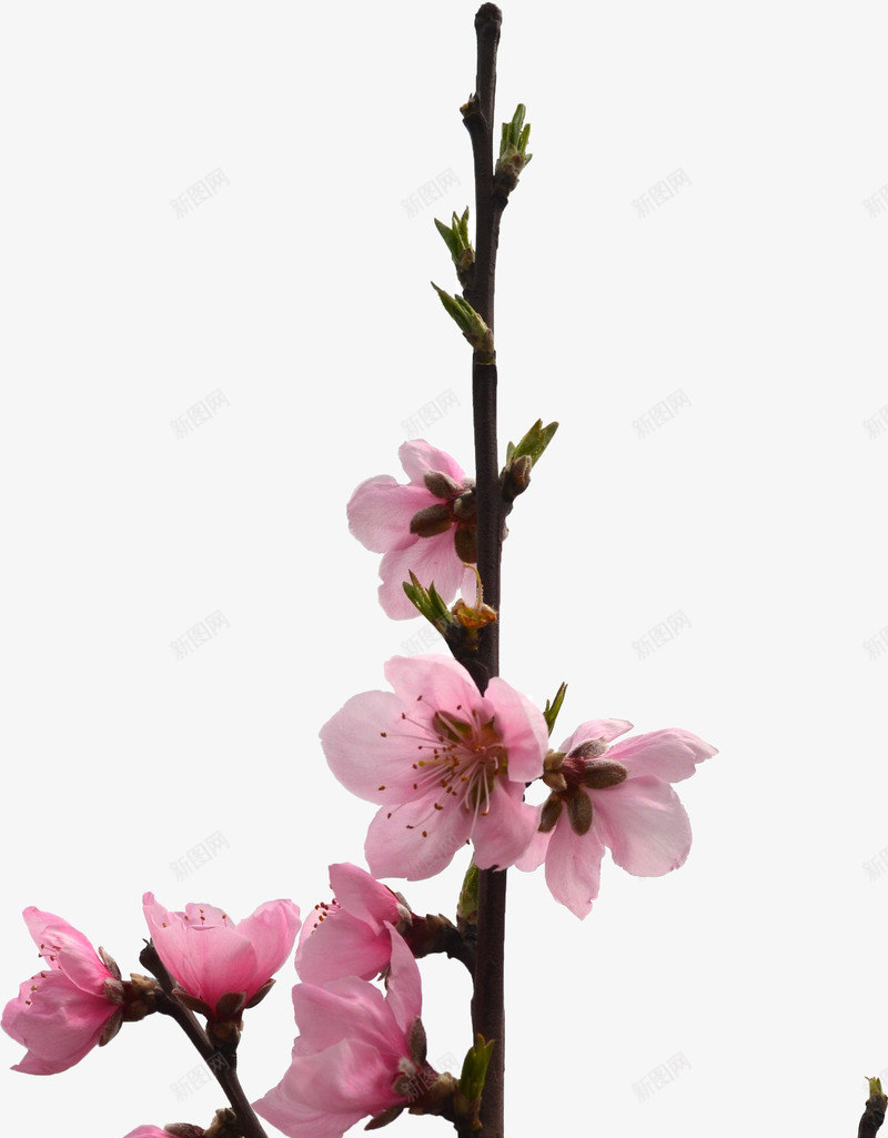 清新粉色桃花树枝装饰png免抠素材_新图网 https://ixintu.com 树枝 桃花 清新 粉色 装饰