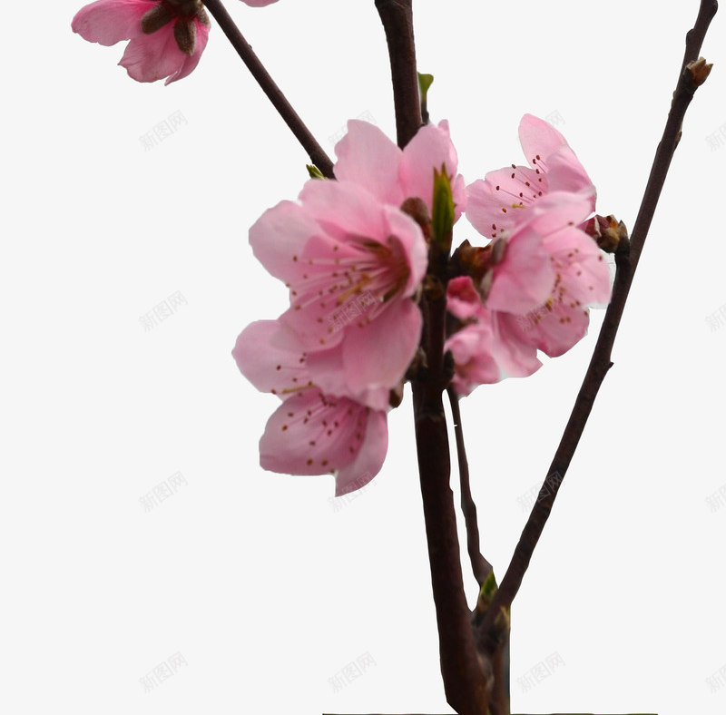 清新粉色桃花树枝装饰png免抠素材_新图网 https://ixintu.com 树枝 桃花 清新 粉色 装饰