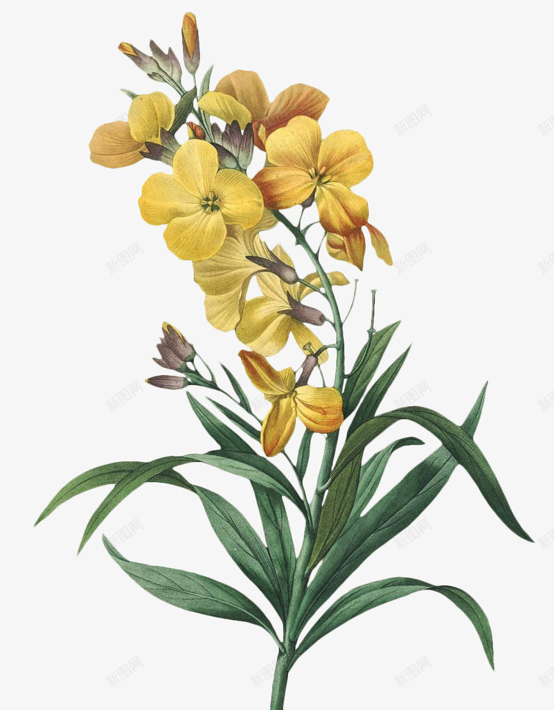 老式手绘鲜花花卉17png免抠素材_新图网 https://ixintu.com 手绘 老式 高清 鲜花