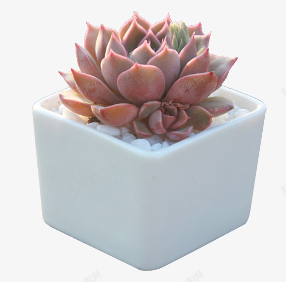 观音莲多肉植物露娜莲png免抠素材_新图网 https://ixintu.com 多肉植物 室内迷你 精品 花卉 观音莲 长生草系列 露娜莲