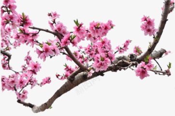 粉色小花花朵树枝png免抠素材_新图网 https://ixintu.com 树枝 粉色 花朵