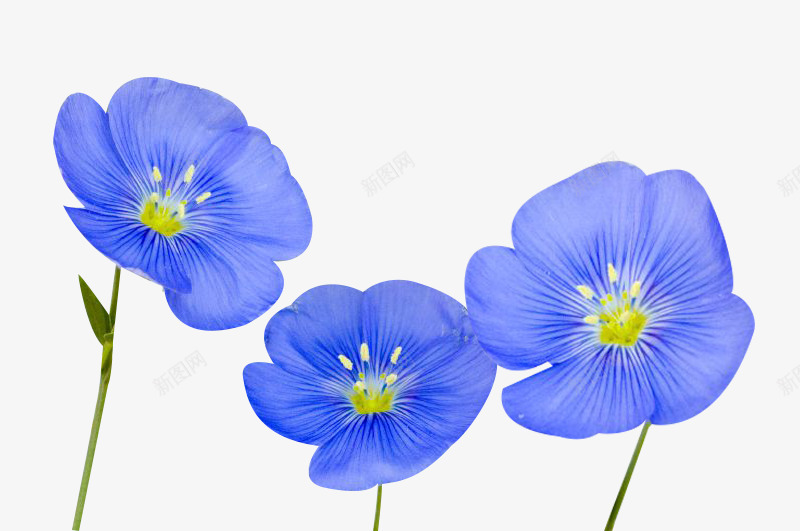 三株亚麻籽花png免抠素材_新图网 https://ixintu.com 三株 亚麻籽花 植物 花卉 鲜花