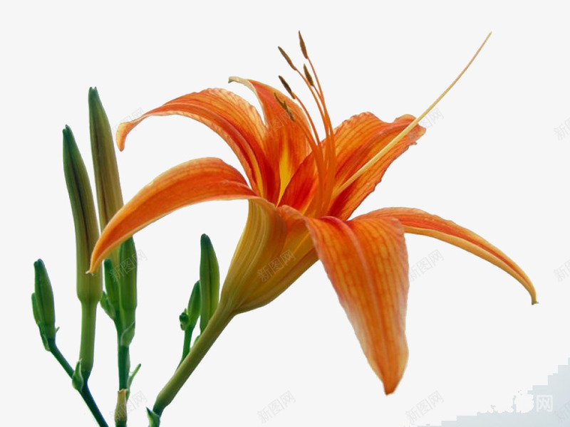 萱草png免抠素材_新图网 https://ixintu.com 植物 橙色 花卉 萱草