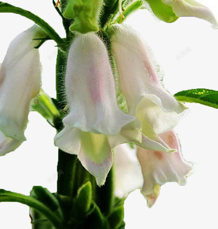 纯白色的芝麻花png免抠素材_新图网 https://ixintu.com 叶子 植物 白色 自然 芝麻开花 芝麻花 芝麻苗 花卉 花朵