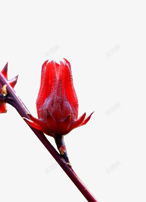 红色的洛神花png免抠素材_新图网 https://ixintu.com 植物 洛神花 红色花 花卉 花朵