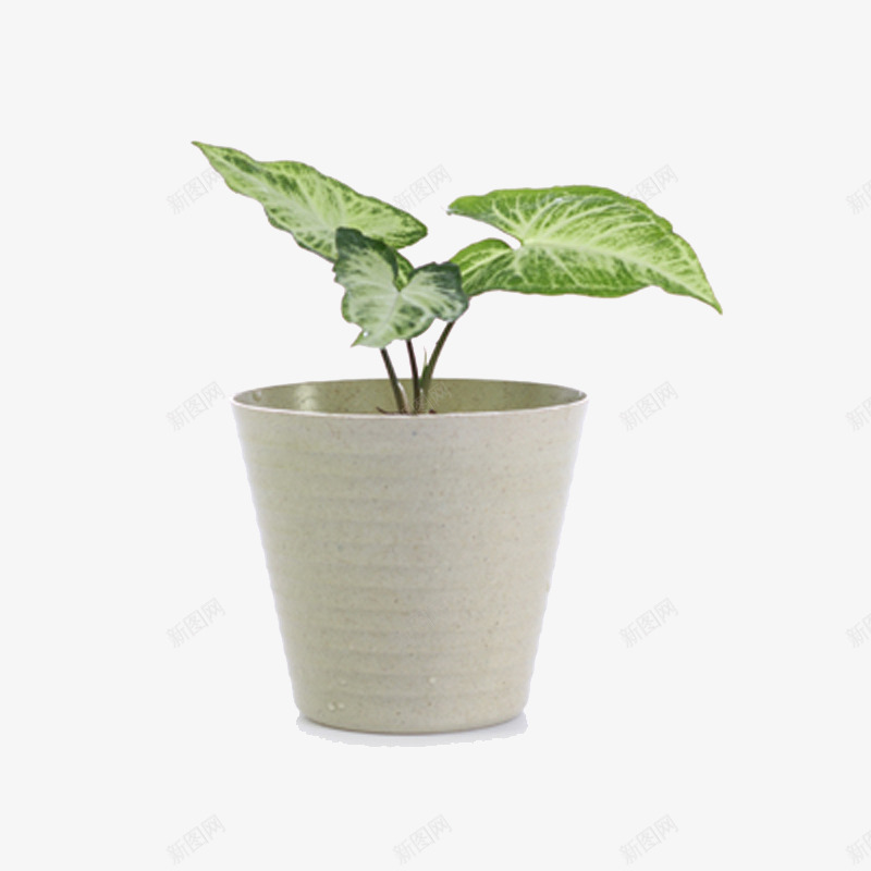 盆景花卉摆设png免抠素材_新图网 https://ixintu.com 叶子 白色 花盆 装饰