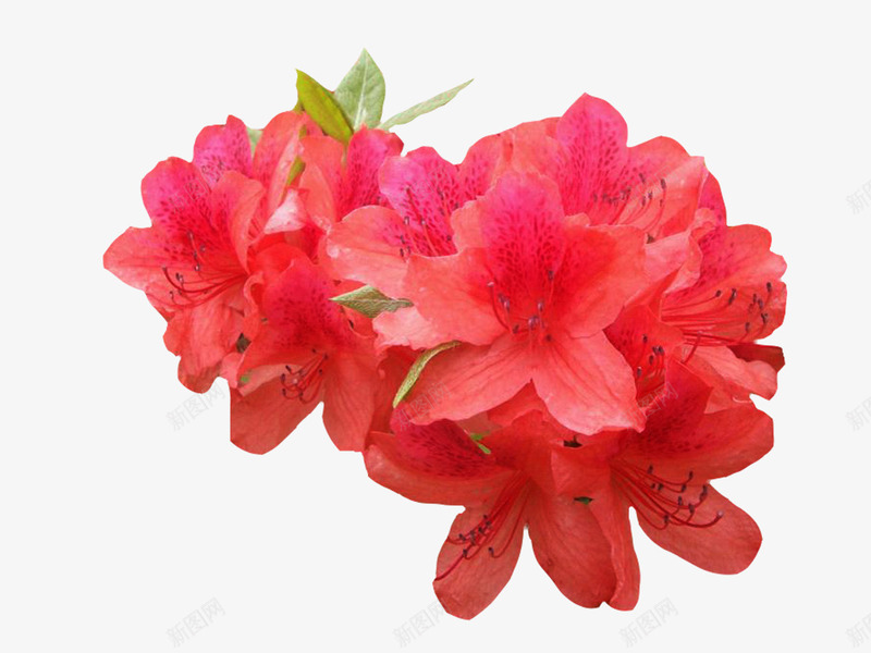 映山红花丛png免抠素材_新图网 https://ixintu.com 映山红 花丛 花儿 花卉 花朵