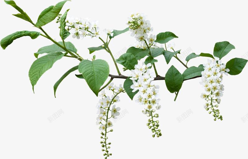 装饰ps花草png免抠素材_新图网 https://ixintu.com 创意花草图片 手绘花草 手绘花草素材 花卉画 花卉线描 花草标签 装饰