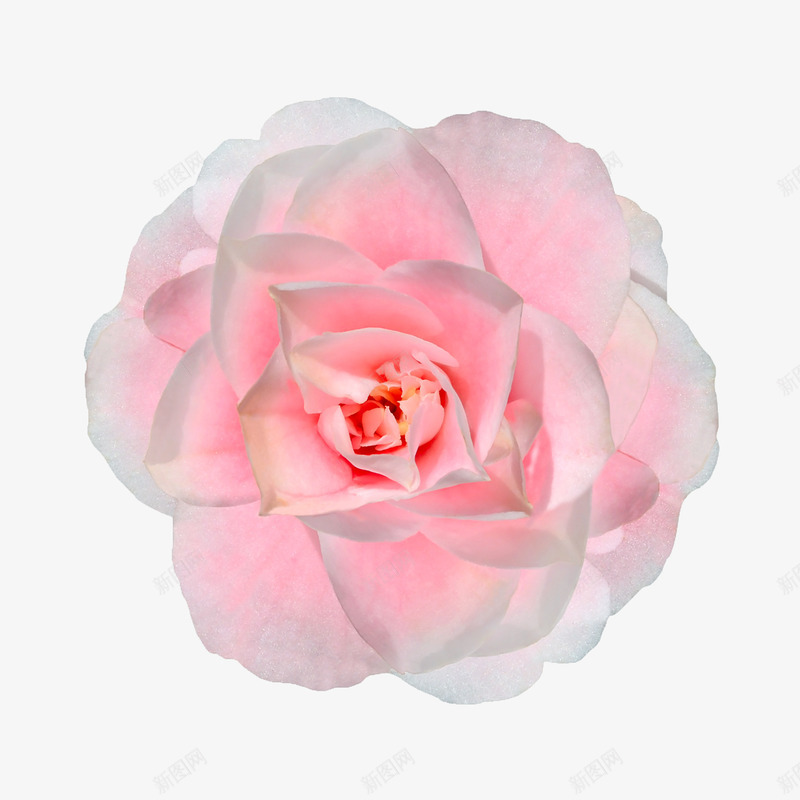 抽象花朵手绘鲜花png免抠素材_新图网 https://ixintu.com 花卉图案 花朵 花束 花束图片 鲜花海报背景 鲜花背景 鲜花背景素材