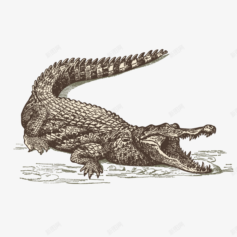 素描鳄鱼png免抠素材_新图网 https://ixintu.com 动物 素描 鳄鱼