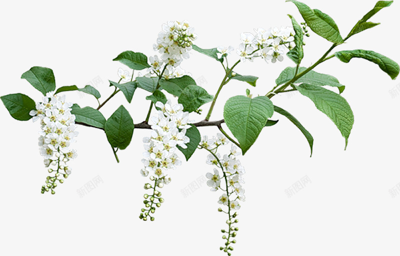 枝叶png免抠素材_新图网 https://ixintu.com 枝条 花卉 花草 野花