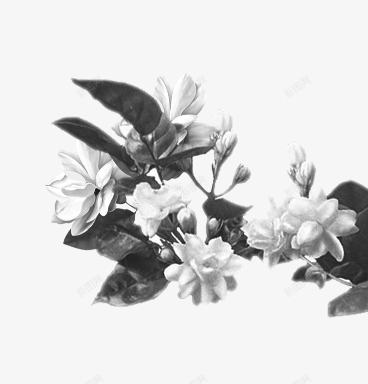 手绘盛开的茉莉花png免抠素材_新图网 https://ixintu.com 古风 叶子 手绘 手绘茉莉 水墨 花卉 花朵 花束 茉莉花 黑白
