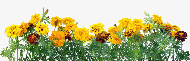 黄色菊花丛png免抠素材_新图网 https://ixintu.com 万寿菊 植物 花丛 花卉 花草 菊花图案 菊花花束 黄色