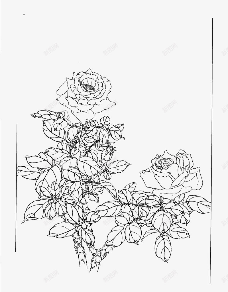 花卉工笔画png免抠素材_新图网 https://ixintu.com 中国风 国画 图片 工笔画 牡丹 白描 素材 线稿 花卉
