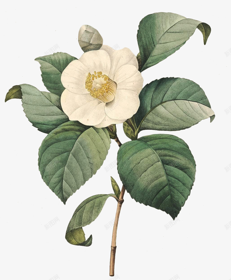 老式手绘鲜花花卉50png免抠素材_新图网 https://ixintu.com 手绘 老式 高清 鲜花