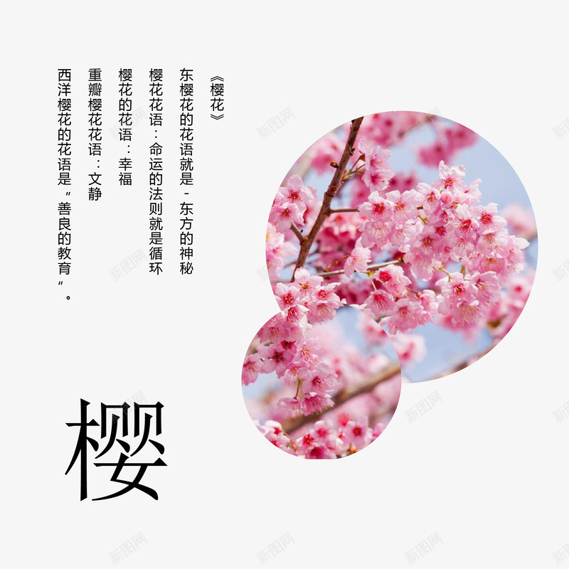 樱花花语png免抠素材_新图网 https://ixintu.com 唯美 樱花 矢量素材 花语