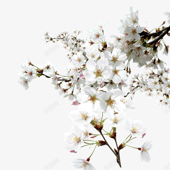 纯洁的桃花png免抠素材_新图网 https://ixintu.com 树枝 桃花 白色 花朵 花瓣 花蕊