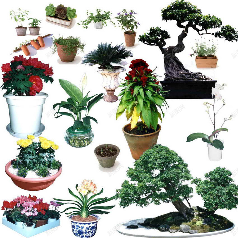 植物盆栽psd免抠素材_新图网 https://ixintu.com 微缩景观 摆放 植物 花卉