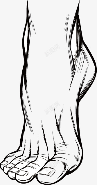 人体脚部素描片矢量图ai免抠素材_新图网 https://ixintu.com 矢量图 粉嫩足底 素描 脚 脚底 脚掌 脚部 足底 黑白线条