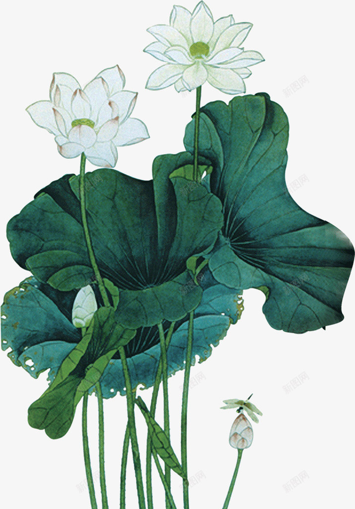 荷花莲叶png免抠素材_新图网 https://ixintu.com 洁白 荷花 莲叶