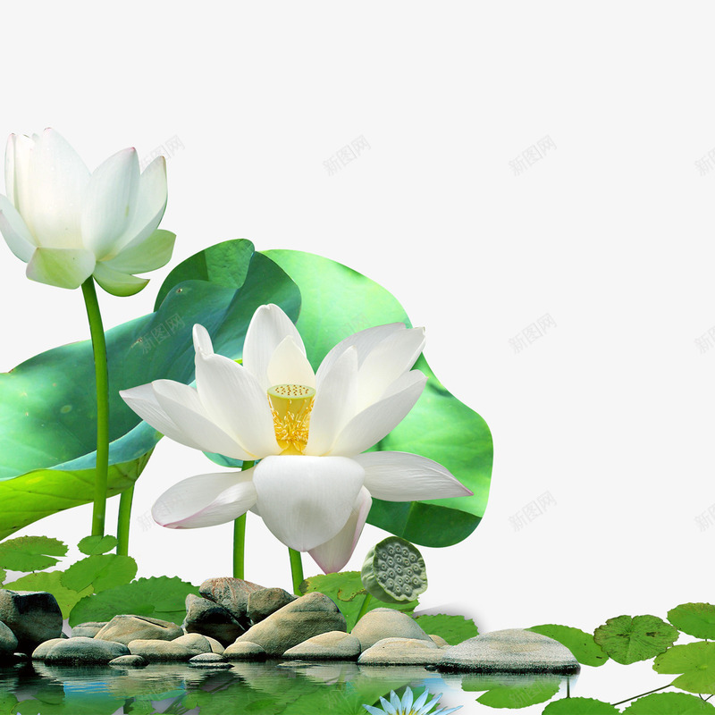 荷花png免抠素材_新图网 https://ixintu.com 白色 石头 绿色 荷叶 荷花