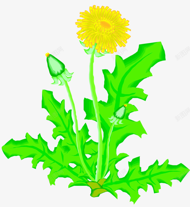 蒲公英开花png免抠素材_新图网 https://ixintu.com 植物 蒲公英 蒲公英图 鲜花 黄花
