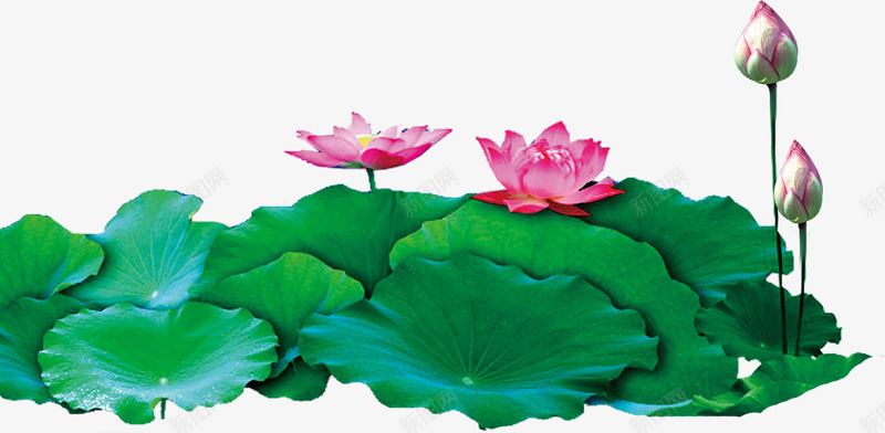 手绘卡通海报荷花花苞png免抠素材_新图网 https://ixintu.com 卡通 海报 花苞 荷花