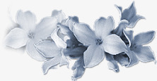 鲜花花卉花草pspng免抠素材_新图网 https://ixintu.com 唯美花卉图片 国画花草 植物花草 花卉背景 花草图案 装饰图案