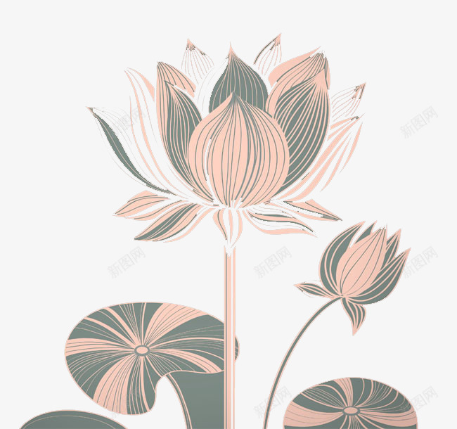 线描荷花png免抠素材_新图网 https://ixintu.com 工笔荷花 线描荷花 荷花花纹
