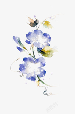 蓝色百合png图片下载 蓝色百合素材