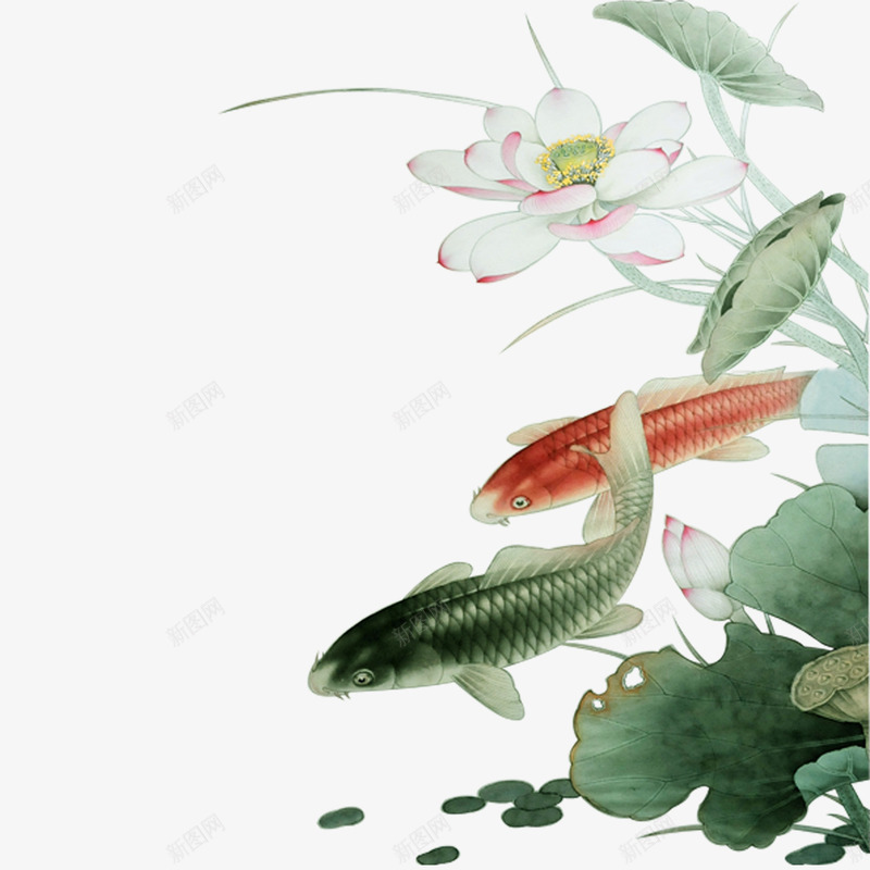 鱼戏荷塘png免抠素材_新图网 https://ixintu.com 荷叶 荷花 金鱼 鱼戏荷塘 鲤鱼